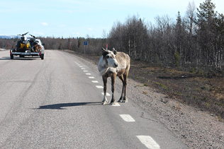 Reindeer standing on a road