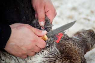 reindeer-ear-marking-L-Hislop-GRID-Arendal.jpg