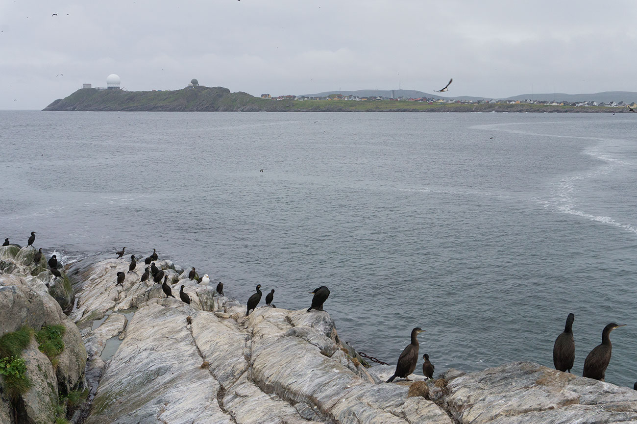 Photo taken from Hornøya, uninhabited island in Vardø Municipality in Troms og Finnmark county, Norway.